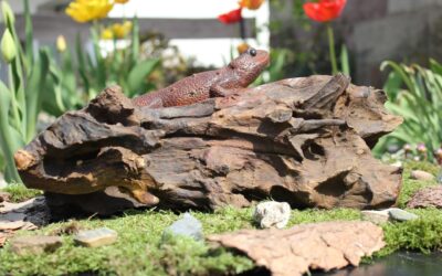 Gecko aus Teak – Bild 3